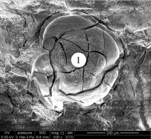 Figure from article: Infulence of metahalloysite...